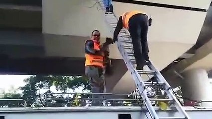 Rescatan a perrito en el Metro de CdMx