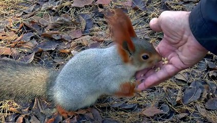 Cute Little Squirrel Trusts Human