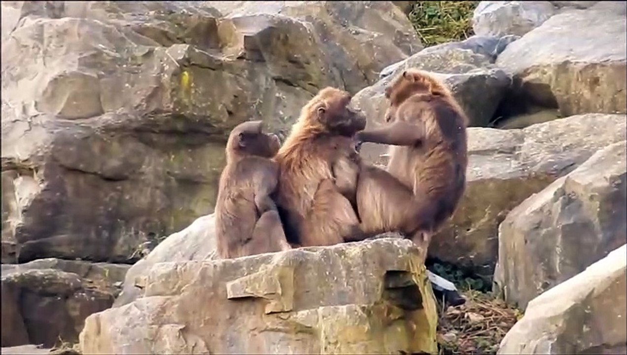 Monkeys Grooming - Picking Lice