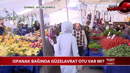 Ispanak Bağında Güzelavrat Otu Var Mı?