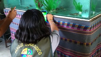 Decenas ranas gigantes amenazadas nacen en cautiverio
