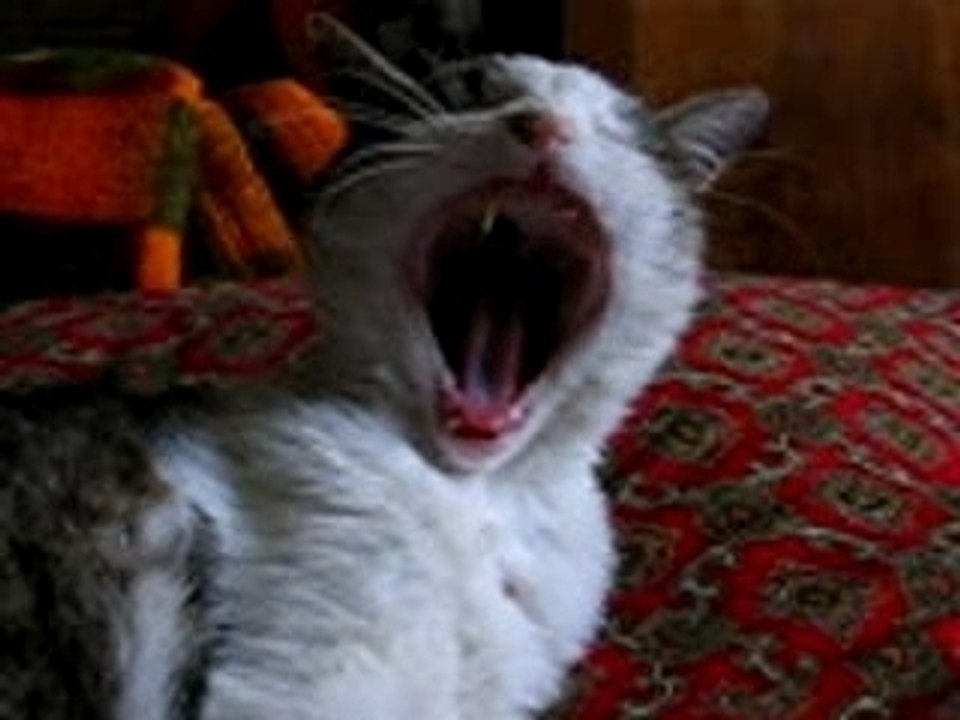 Billy qui baille