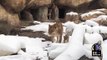 Lion Cub Can't Enough Of His First Snow