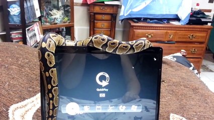 Ce serpent réclame un peu d'attention à sa maitresse...