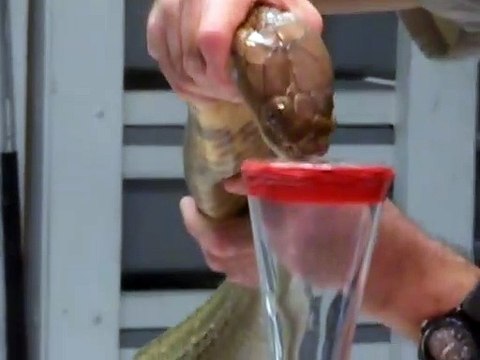 Regardez comment on extrait le venin d'un cobra royal : impressionnant