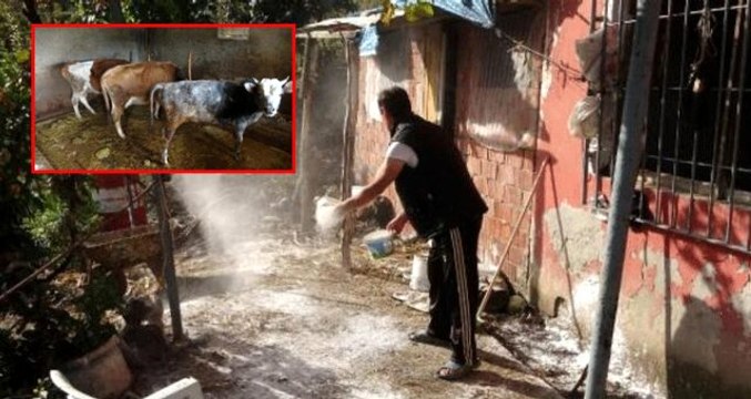 Trabzon'da 30 büyükbaş hayvan, çiçek hastalığından telef oldu