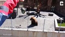 Cet ours fait coucou aux touristes du Zoo !
