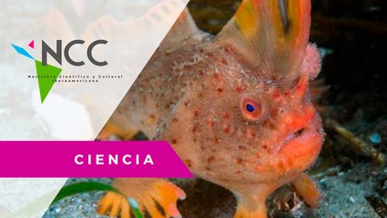 Cien­tí­fi­cos cui­dan de los úl­ti­mos 100 ejem­pla­res del ‘pez-mano ro­jo’