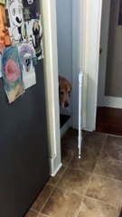 Cat Politely Opens Gate for Golden Retriever