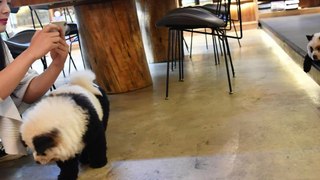 ¿Pintar perros para que parezcan osos panda? La polémica que ha desatado un café en China