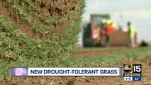 New drought-tolerant grass affordable and safe for the Valley