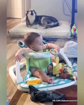 Dogs And Babies Are Best Friends -Baby with Dog Fails
