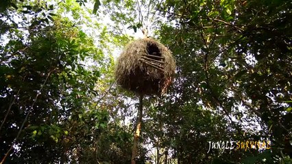 Building Bird Nest Tree House