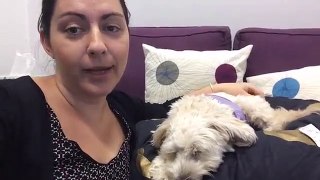 Animal Assisted Therapy Brisbane - Bonnie and I busting some Therapy Dog Myths