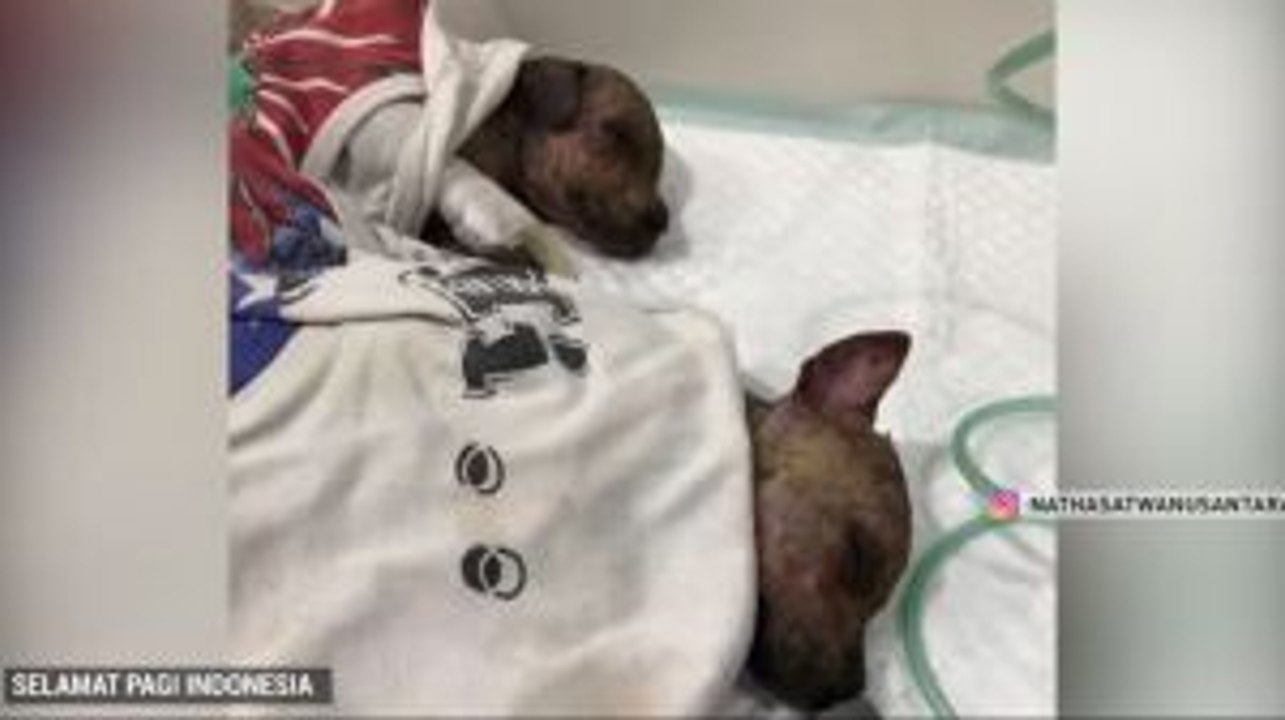 Lima Anak Anjing Mati Akibat Disiram Air Keras