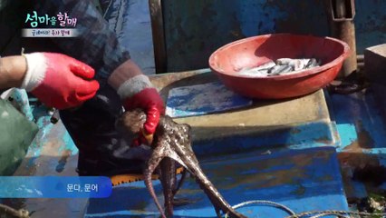 건지는 족족 올라오는 손바닥만한 남해 돌문어 [섬마을할매] 18회