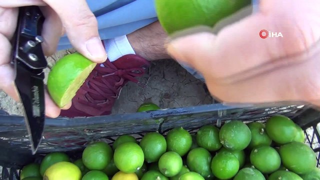 Bu limonun kilosu bahçede 10, markette 45 lira