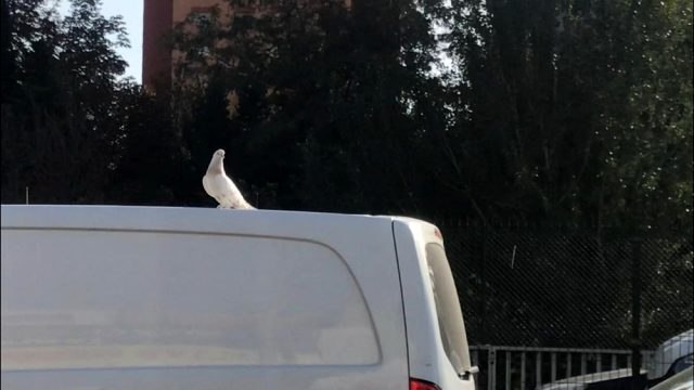E-5'te ilginç görüntü, görenler dönüp bir daha baktı