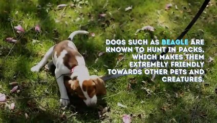 Top 7 Cat-Friendly Dog Breeds for your Felines | BudgetVetCare