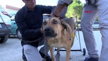 İzmir yürüteçli köpeğe bedensel engelli mustafa, en iyi dost oldu