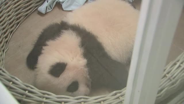 El zoo de Bélgica presenta a dos crías de panda