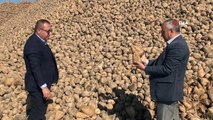 Ahlat'ta 70 bin ton şeker pancarı üretimi