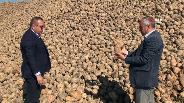 Ahlat'ta 70 bin ton şeker pancarı üretimi