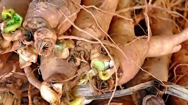 El Ginseng estimula la producción de hormonas sexuales en hombres