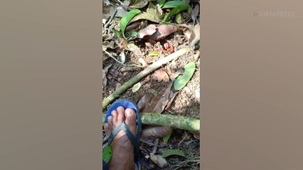 Giant Red Centipede Scares Villager In Malaysia