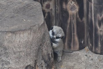 Les photos de ce suricate ont ému toute la toile !