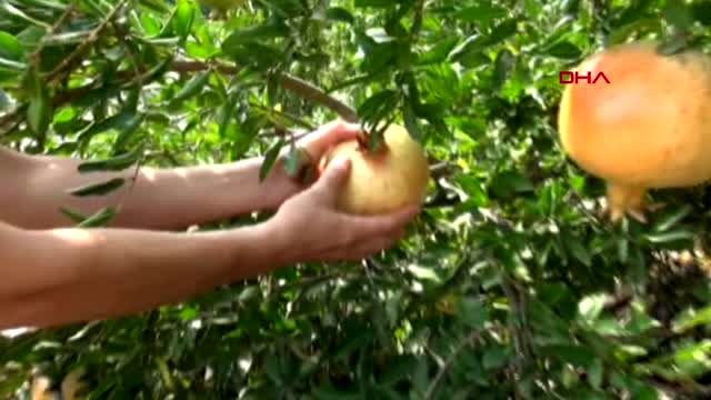 Mersin kadınların 'nar ekşisi' mesaisi