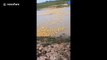 Thousands of ducklings cross flooded farm field in Vietnam