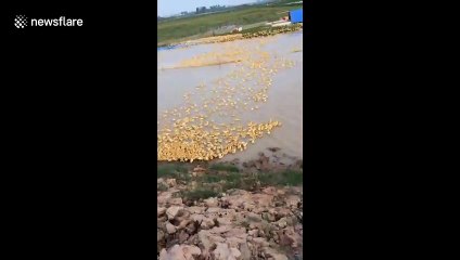 Thousands of ducklings cross flooded farm field in Vietnam