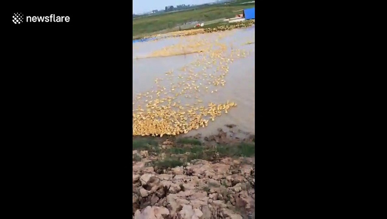 Thousands of ducklings cross flooded farm field in Vietnam