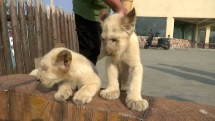 Lion cubs terrified when introduced to piglet pal