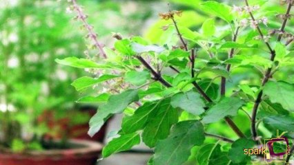 துளசி பற்றி தெரியாத உண்மைகள்..!
