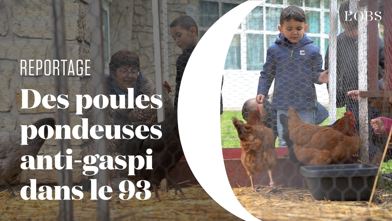 Pour lutter contre le gaspillage alimentaire, cette école a recruté des poules