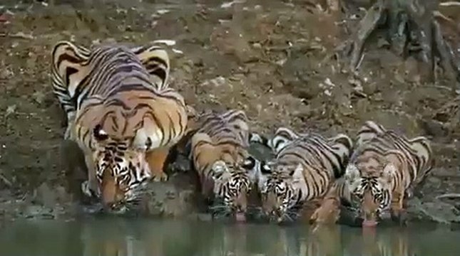 Une vidéo montrant une famille de tigre boit de l'eau dans la réserve de tigres de Pench