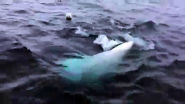 Un béluga joue à la balle avec un ballon de rugby