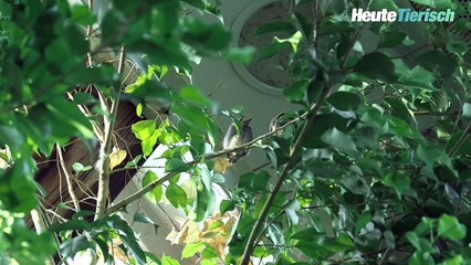 Nachwuchs bei den Prachtpipras