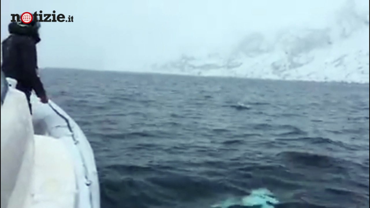 Balena gioca a rugby con i marinai: il video dell'incontro è incredibile | Notizie.it