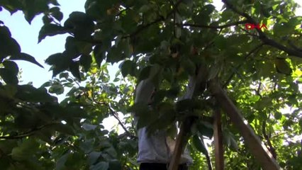 Adıyaman 28 yıl önce yetiştirilmeye başlanan hurma, 14 bin dönüme yayıldı