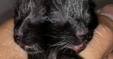 Atteint d'une rare anomalie congénitale, ce petit chaton Janus a deux visages et ne doit sa survie qu'à l'amour d'un vétérinaire