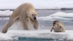 El hambriento oso polar sale a cazar focas