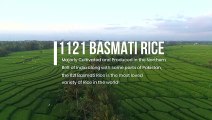 1121 Basmati Rice and Its Famous Types