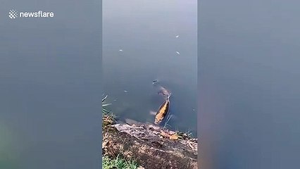 Chinese tourist spots fish with 'human face' in lake