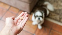 Cómo darle una pastilla a tu perro