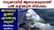 Beluga Whale Playing Rugby Filmed | Oneindia Malayalam
