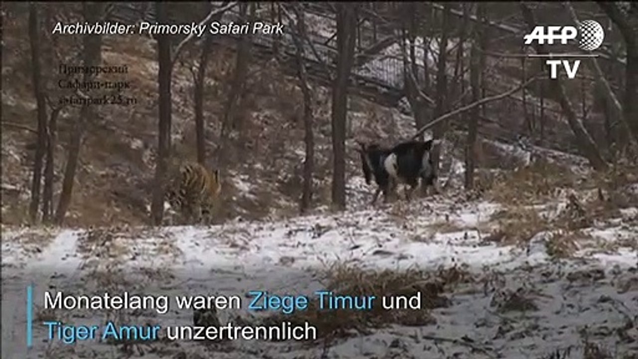 Russland: Mit Tiger befreundete Ziege gestorben
