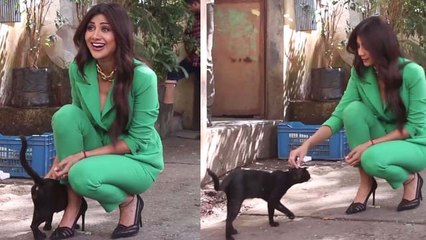 Shilpa Shetty playing with street cat at Filmistan Studio | Boldksy